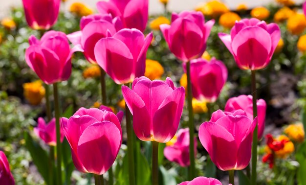 Tulips growing in the city to decorate the city park