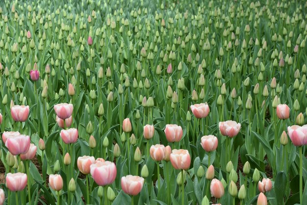 Photo tulips growing on field