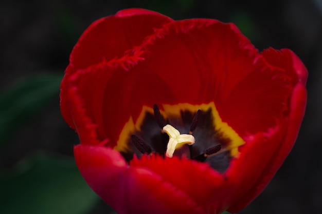 Tulips growing on a flowerbed in the garden