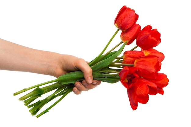 Tulips in a hand