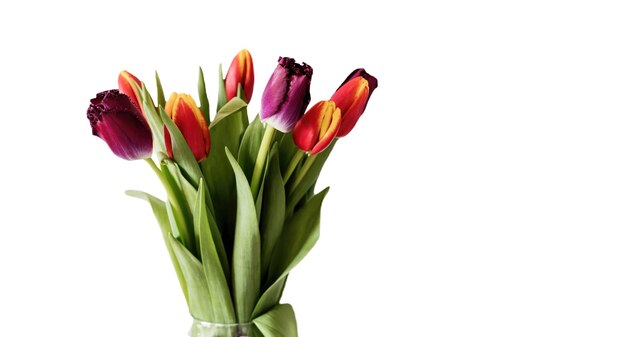 Tulips on isolated on white background