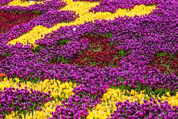 Tulips in Istanbul