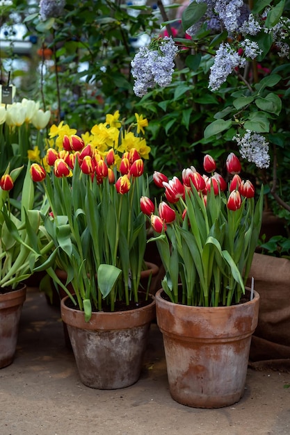 Tulips in large garden pots in the spring garden Growing tulips