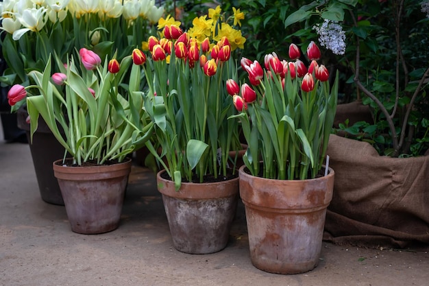 Tulips in large garden pots in the spring garden Growing tulips