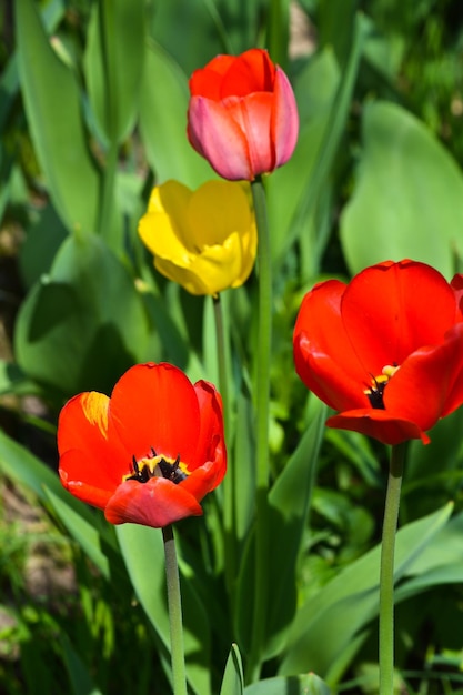 Tulips in the may garden