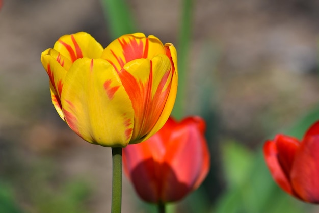 Tulips in the may garden