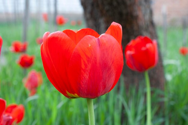 牧草地のチューリップ。自然の春の花の写真。