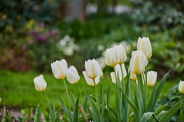 Tulips in my garden Beautiful tulips in my garden in early springtime