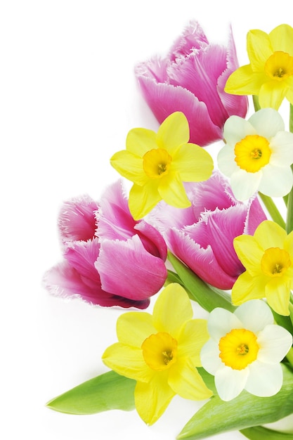 Tulips and narcissus bouquet on white background