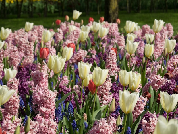 Photo tulips in the netherlands