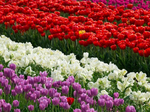 Tulips in the netherlands