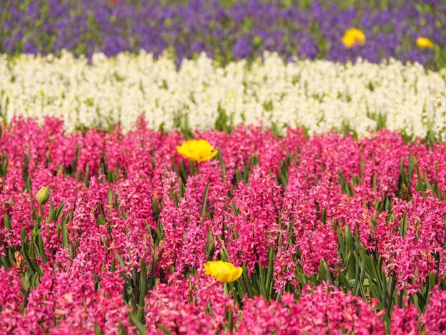 Photo tulips in the netherlands