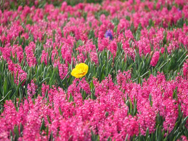 Photo tulips in the netherlands