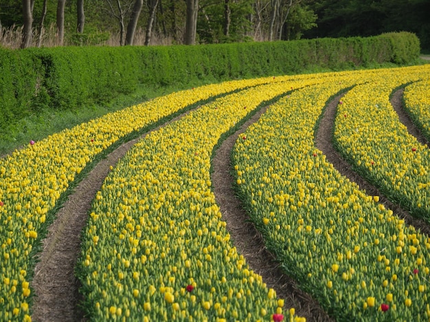 Photo tulips in the netherlands