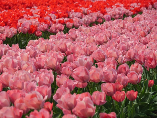 Photo tulips in the netherlands