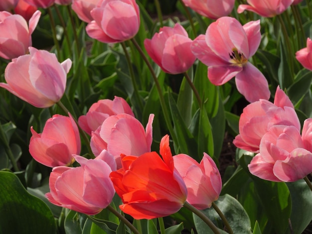 Tulips in the netherlands