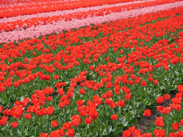 Tulips in the netherlands