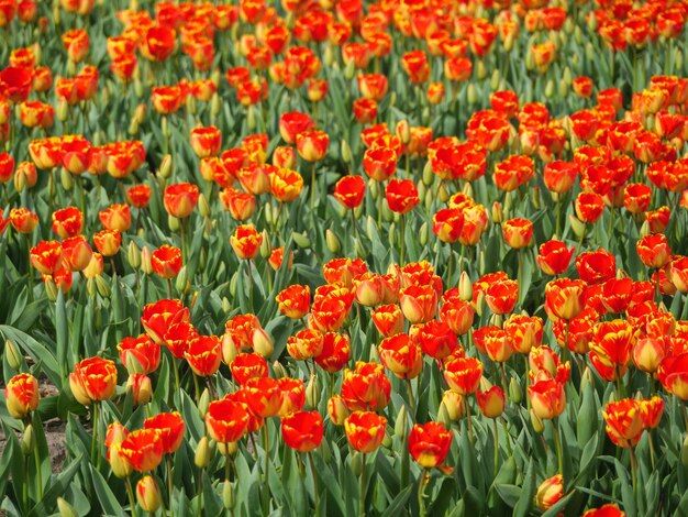 Tulips in the netherlands