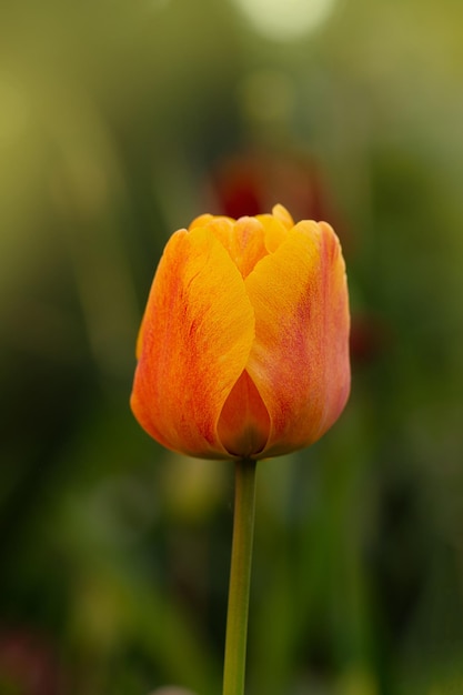 Tulips orange plant in garden Orange tulips Cairo blooming