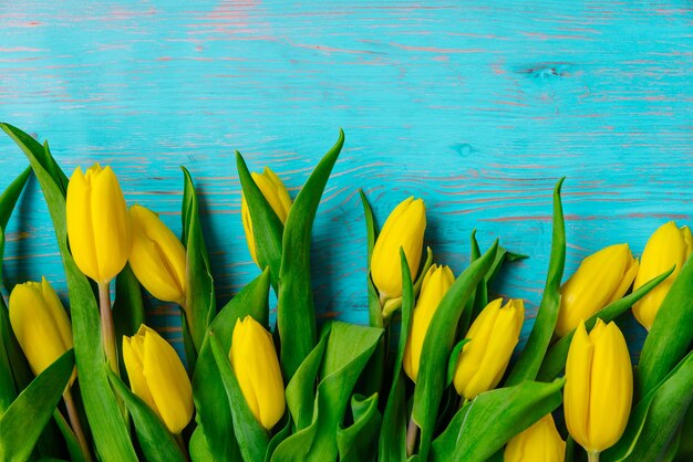 Tulips overhead on blue wooden background copy space