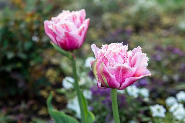 Tulips in the park on a green natural background