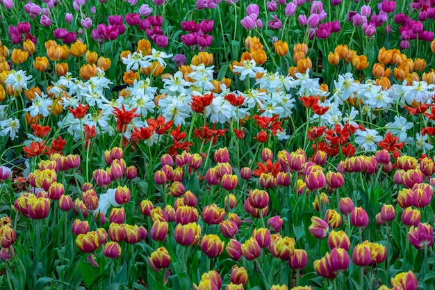 tulips in the park.