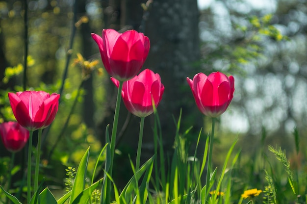 Tulips in the park