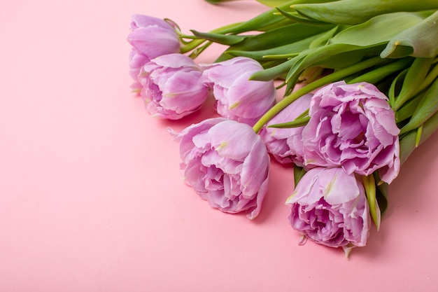 Tulips on a pink background places for text