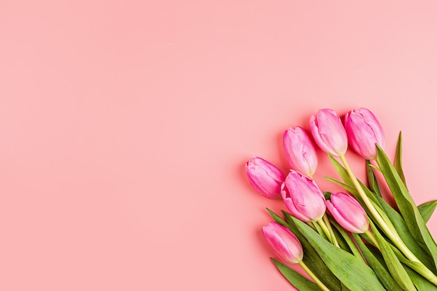 Tulips on pink background