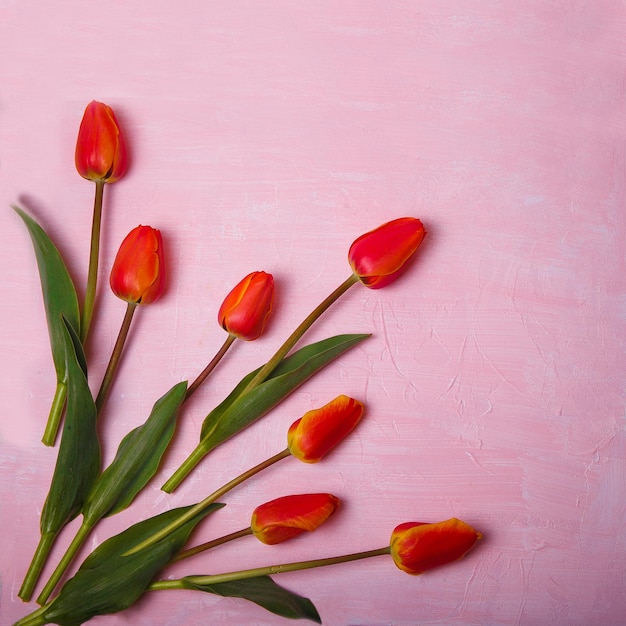 Tulips on a pink background