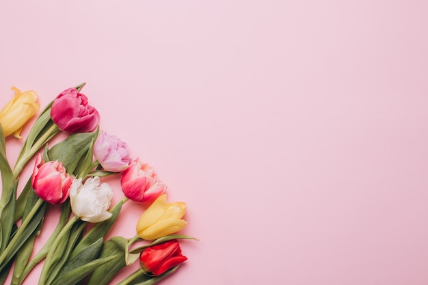 Tulips on a pink background. 