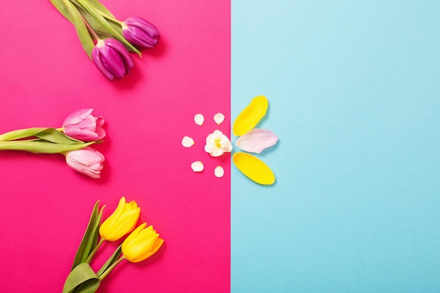 Tulips on pink and blue paper background