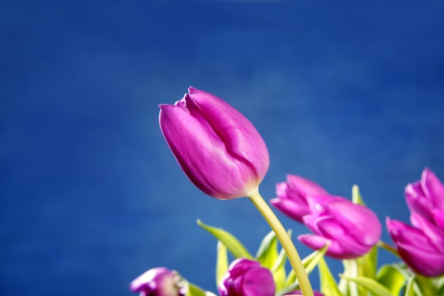 青にチューリップピンクの花