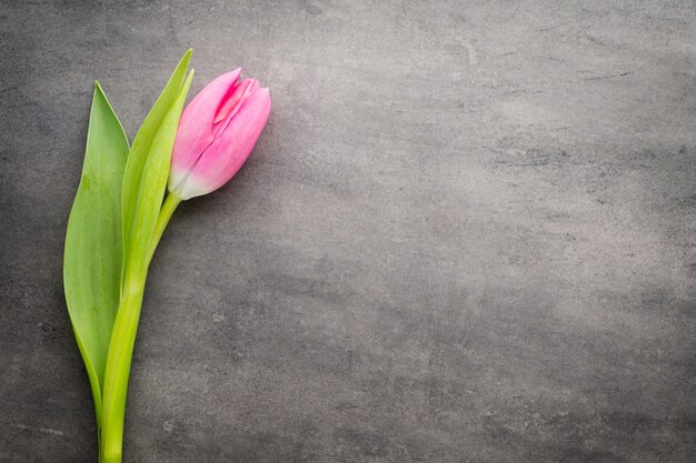 Tulips pink, on the gray background.