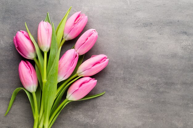 Tulips pink, on the gray background.