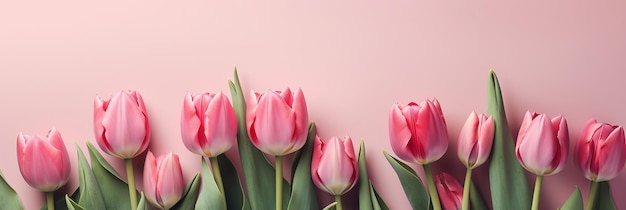 tulips on pink pastel background