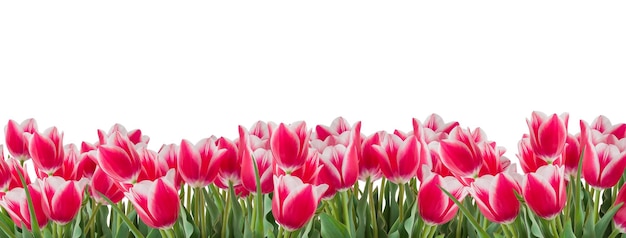 Tulips pink and white flowers with green leaves isolated on white background Horizontal copy space Panoramic format