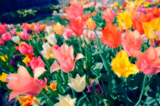 Tulips in plant nursery