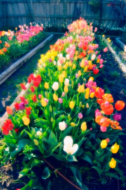 Tulips in plant nursery