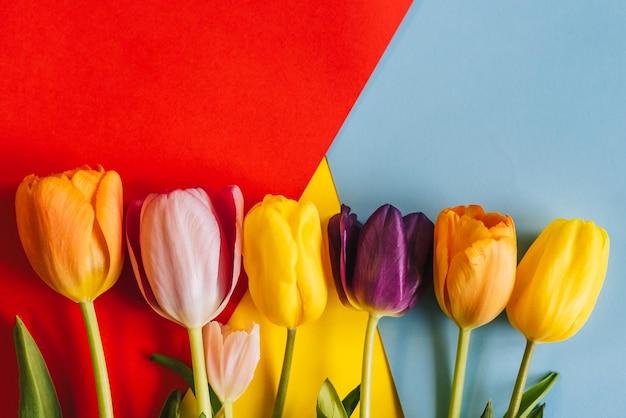Тюльпаны на красном и синем фоне вид сверху с местом для текста