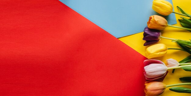 Tulips on a red and blue background. the view from the top.