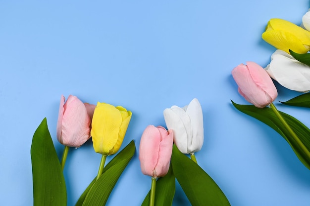 Tulips and Ribbons on blue background