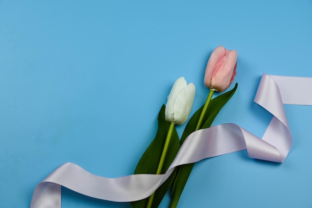 Tulips and Ribbons on blue background