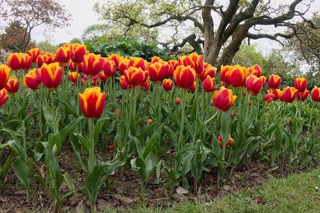 Roath Park 카디프의 튤립