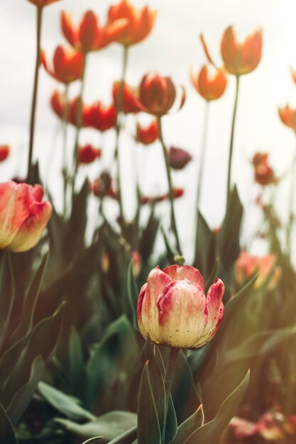 tulips seedlings on the street