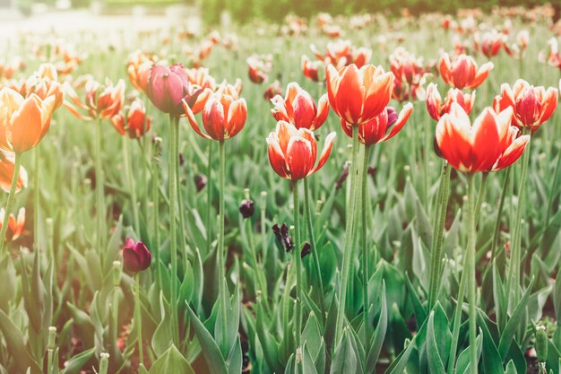 tulips seedlings on the street