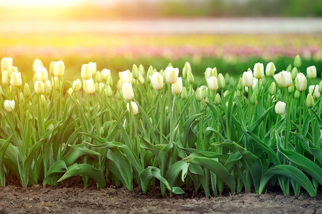 Tulips in spring field