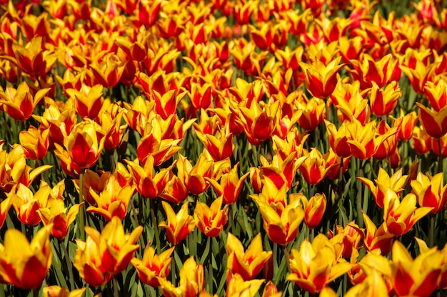 Tulips in spring at the garden or in park