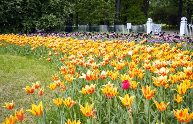 サンクトペテルブルクのエラギン島にある春の公園のチューリップ。