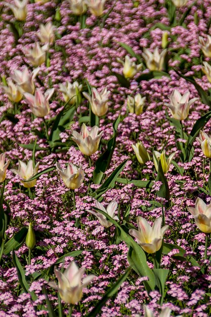 Tulips in spring sun